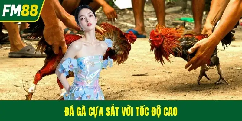 Đá gà cựa sắt với tốc độ cao
