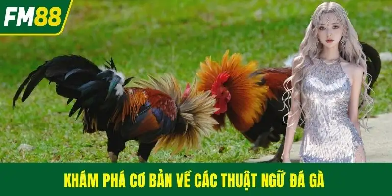 Khám phá cơ bản về các thuật ngữ đá gà