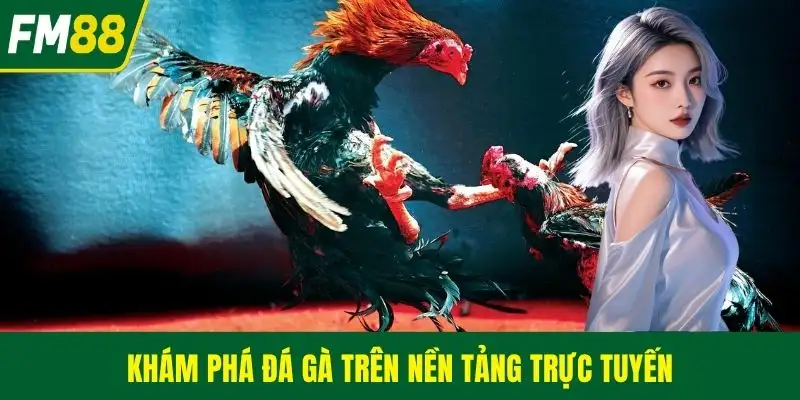 Khám phá đá gà trên nền tảng trực tuyến