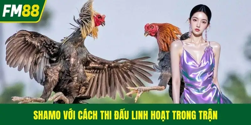 Shamo với cách thi đấu linh hoạt trong trận